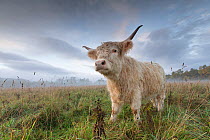 Highland cow in misty field, Glenfeshie, Cairngorms National Park, Scotland, UK, October.