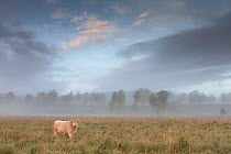Highland cow in misty field at dawn, Glenfeshie, Cairngorms National Par, Scotland, UK, October 2013.