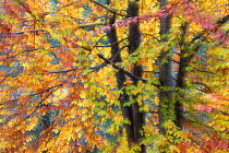 Soft focus Beech (Fagus sylvatica) woodland in autumn, Rogie Falls, Ross-shire, Highlands, Scotland, UK, October.