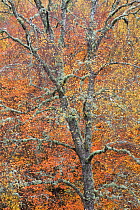 Soft focus  Silver birch (Betula pendula) woodland in autumn, Insh Wood, Cairngorms National Park, Scotland, UK, November.