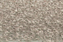 Abstract of Knot (Calidris canutus) flock in flight, The Wash, Norfolk, UK, December.