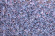 Abstract of Knot (Calidris canutus) flock in flight, The Wash, Norfolk, UK, December.