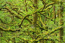 Sessile oak (Quercus petraea) in ancient oak woodland, Sunart Oakwoods, Ardnamurchan, Lochaber, Highland, Scotland, UK, June.