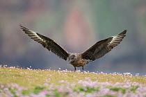 Great skua (Stercorarius skua) landing in Thrift (Armeria maritima), Fair Isle, Shetland, Scotland, UK, July.
