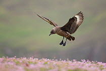 Great skua (Stercorarius skua) landing in Thrift (Armeria maritima), Fair Isle, Shetland, Scotland, UK, July.