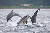 Three Bottlenose dolphins (Tursiops truncatus) breaching, Moray Firth, Scotland, UK, July.