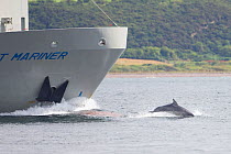 Bottlenose dolphin (Tursiops truncatus) bow riding a ship, Moray Firth, Inverness, Scotland, UK, July.