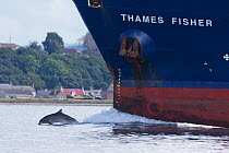 Bottlenose dolphin (Tursiops truncatus) bow riding a ship, Moray Firth, Inverness, Scotland, UK, July 2014.