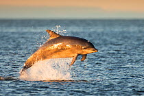 Bottlenose dolphin (Tursiops truncatus) breaching, Moray Firth, Scotland, UK, July.