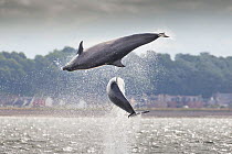 Two Bottlenose dolphins (Tursiops truncatus) breaching, Moray Firth, Scotland, UK, July 2014.