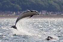 Bottlenose dolphin (Tursiops truncatus) breaching with another dolphin surfacing, Moray Firth, Scotland, UK, July.