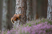Red squirrel (Sciurus vulgaris) climbing tree, Glenfeshie, Cairngorms National Park, Scotland, UK, August.