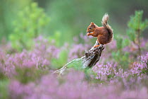 Red squirrel (Sciurus vulgaris) feeding on stump in flowering heather, Glenfeshie, Cairngorms National Park, Scotland, UK, August.