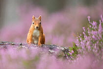Red squirrel (Sciurus vulgaris) sitting on log amongst heather, Cairngorms National Park, Scotland, UK, August.
