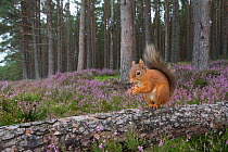 Red squirrel (Sciurus vulgaris) sitting on fallen tree in pine woodland, Glenfeshie, Cairngorms National Park, Scotland, UK, August.