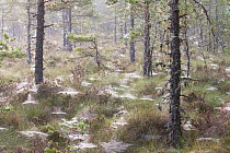 Dawn mist in Abernethy Forest with lots of spider webs in grass, Cairngorms National Park, Scotland, UK, August.