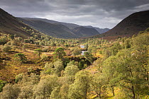Woodland regenerating along glacial valley, Glen Mhor, Alladale Wilderness Reserve, Sutherland, Scotland, UK, September 2014.