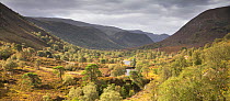 Woodland regenerating along glacial valley, Glen Mhor, Alladale Wilderness Reserve, Sutherland, Scotland, UK, September 2014.