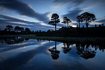 Scots pine (Pinus sylvestris) trees reflected in lochan at dawn, Abernethy National Nature Reserve, Cairngorms National Park, Scotland, UK, September 2014.