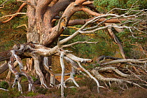 Tangled dead boughs of veteran Scots Pine (Pinus sylvestris), Rothiemurchus Forest, Cairngorms National Park, Scotland, UK, September.