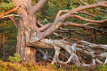 Tangled dead boughs of veteran Scots Pine (Pinus sylvestris), Rothiemurchus Forest, Cairngorms National Park, Scotland, UK, September.