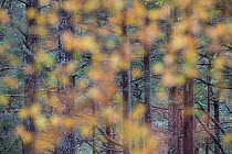 Scots pine (Pinus sylvestris) forest through blurred autumnal leaves, Strathmashie, Cairngorms National Park, Scotland, UK, October.