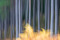 Soft focus Scots pine (Pinus sylvestris) tree trunks in forest, Cairngorms National Park, Scotland, UK, October.