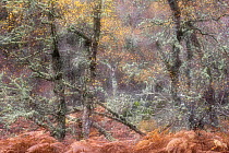 Soft focus Silver birch (Betula pendula)  tree branches and leaves in autumn woodland, Craigellachie National Nature Reserve, Cairngorms National Park, Scotland, UK, October.
