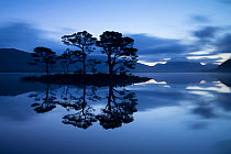 Scots pine (Pinus sylvestris) trees reflected in Loch Maree at dawn with Slioch in background, Wester Ross, Scotland, UK, November 2014.