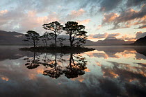 Scots pine (Pinus sylvestris) trees reflected in Loch Maree at dawn with Slioch in background, Wester Ross, Scotland, UK, November 2014.