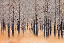 Burnt Scots pine (Pinus sylvestris) woodland, soft focus shot, Glen Torridon, Highlands, Scotland, UK, November 2014.