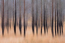 Burnt Scots pine (Pinus sylvestris) woodland, Glen Torridon, Highlands, Scotland, UK, November 2014.