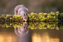 Red squirrel (Sciurus vulgaris) drinking from woodland pool, Cairngorms National Park, Scotland, UK, November.