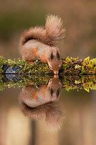Red squirrel (Sciurus vulgaris) drinking from woodland pool, Cairngorms National Park, Scotland, UK, November.