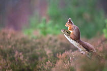 Red squirrel (Sciurus vulgaris) sitting on branch in pine forest, Cairngorms National Park, Scotland, UK, November.