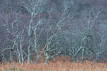 Birch (Betula sp) woodland, Kyle of Tongue, Sutherland, Scotland, UK, December.