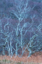 Birch (Betula sp) woodland, Kyle of Tongue, Sutherland, Scotland, UK, December.