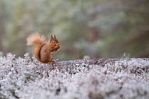 Red squirrel (Sciurus vulgaris) feeding, perched on log in pine forest, Inshriach, Glenfeshie, Cairngorms National Park, Scotland, UK, December.