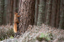 Red squirrel (Sciurus vulgaris) climbing tree in pine forest, Inshriach, Glenfeshie, Cairngorms National Park, Scotland, UK, December.