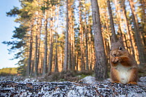 Red squirrel (Sciurus vulgaris) feeding in pine forest, Inshriach, Glenfeshie, Cairngorms National Park, Scotland, UK, December.