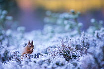 Red squirrel (Sciurus vulgaris) feeding in clearing in pine forest, Inshriach, Glenfeshie, Cairngorms National Park, Scotland, UK, December.