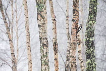 Great spotted woodpecker (Dendrocopos major) in wintry Silver birch (Betula pendula) forest, Glenfeshie, Cairngorms National Park, Scotland, UK, January.
