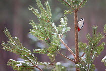 Great spotted woodpecker (Dendrocopos major) on Scots pine (Pinus sylvestris) tree, Glenfeshie, Cairngorms National Park, Scotland, UK, January.