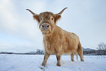 Highland Cow in snow covered pasture, Glenfeshie, Cairngorms National Park, Scotland, UK, January.