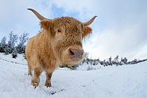 Highland Cow in snow covered pasture, Glenfeshie, Cairngorms National Park, Scotland, UK, January.