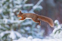Red squirrel (Sciurus vulgaris) leaping amongst wintry trees, Cairngorms National Park, Scotland, UK, January.