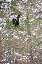 Capercaillie (Tetrao urogallus) male  in wintry Scots pine (Pinus sylvestris) tree, calling, Cairngorms National Park, Scotland, UK, February.