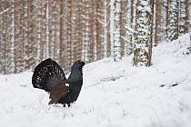 Capercaillie (Tetrao urogallus) male calling in wintry Scots pine (Pinus sylvestris) forest, Cairngorms National Park, Scotland, UK, February.