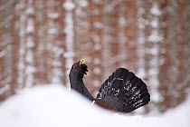 Capercaillie (Tetrao urogallus) male in wintry Scots pine (Pinus sylvestris) forest, Cairngorms National Park, Scotland, UK, February.