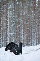 Capercaillie (Tetrao urogallus) male displaying in wintry Scots pine (Pinus sylvestris) forest, Cairngorms National Park, Scotland, UK, February.